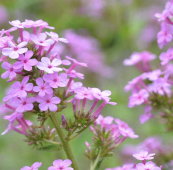 Phlox paniculata ‘Jeana’